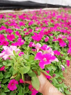 矮牵牛