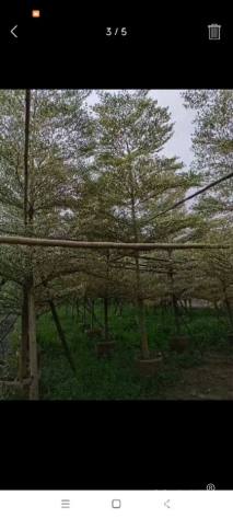 12公分锦叶榄仁