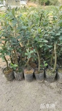 高度60厘米乌饭树