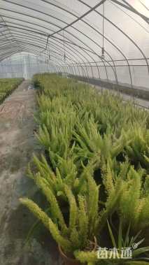 高度60厘米狐尾天门冬