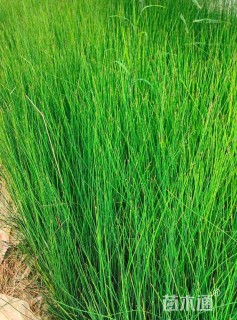 高度80厘米灯心草