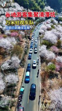 17公分染井吉野樱