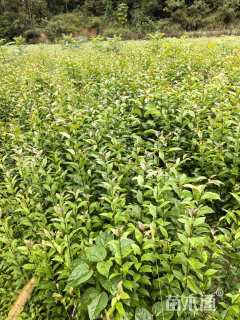 0.3公分大叶女贞