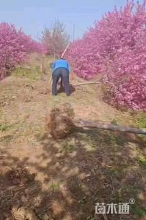 11公分北美海棠