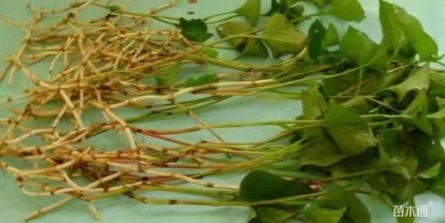 高度10厘米鱼腥草