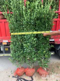 高度90厘米冬青卫矛