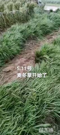 15厘米中叶麦冬