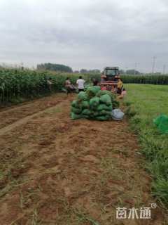 高度30厘米麦冬