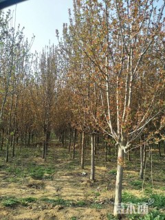 10公分绚丽海棠