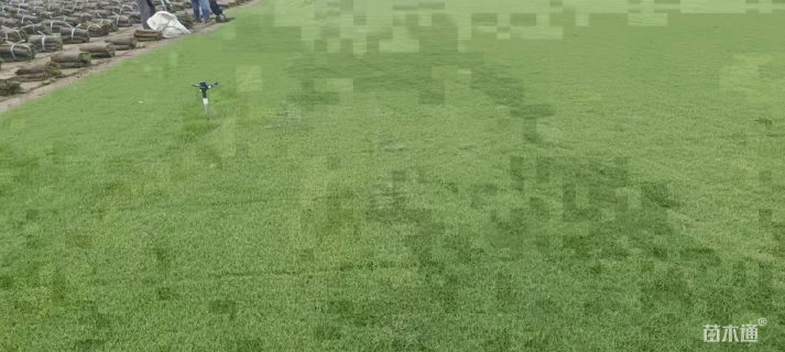 草块状百慕大草