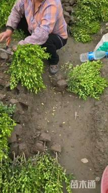 高度40厘米瓜子黄杨小苗