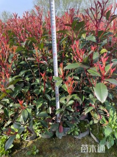 高度30厘米红叶石楠小苗