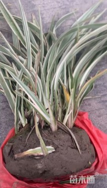 高度30厘米山管兰