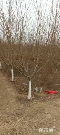 高度5000厘米丛生五角枫