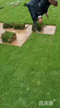 草块状马尼拉草