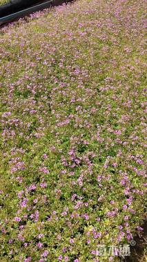 高度10厘米紫叶酢浆草