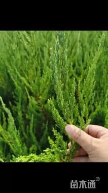 高度50厘米龙柏