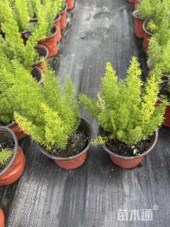 高度30厘米狐尾天门冬