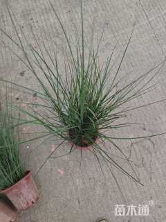 高度50厘米细叶芒