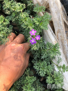 高度20厘米美女樱