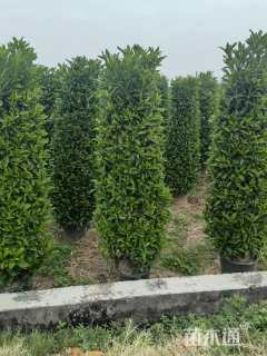 高度1.5厘米非洲茉莉