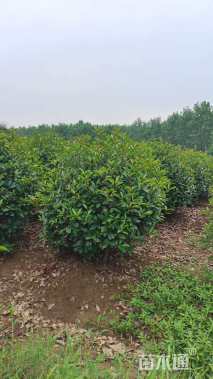 冠幅180厘米红叶石楠球