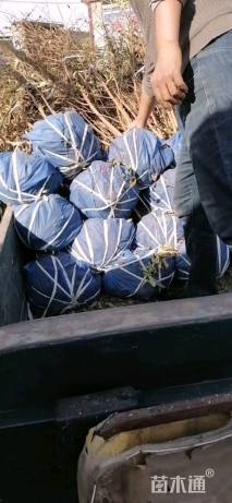 高度120厘米丛生紫薇