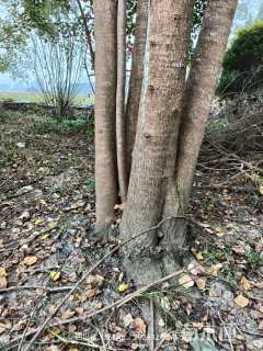 40公分(3杆)丛生乌桕