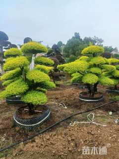 30公分造型亮晶女贞