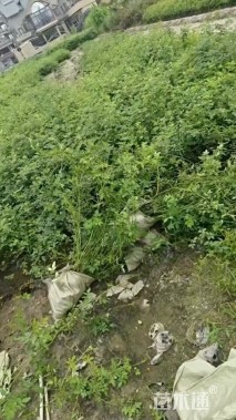 高度80厘米蔷薇