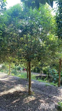 12公分大叶女贞