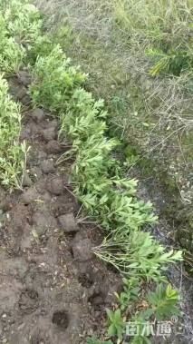 高度35厘米毛鹃