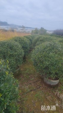 高度100厘米尖叶木樨榄球