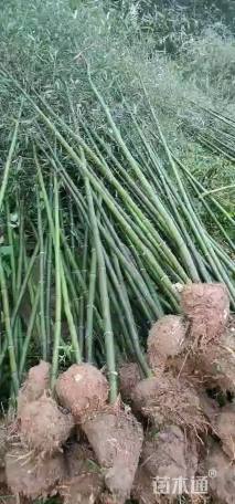 地栽苗刚竹
