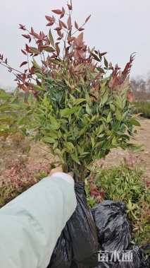 高度40厘米南天竹