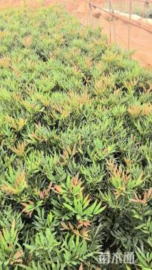 高度50厘米阔叶十大功劳小苗