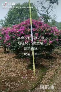 高度150厘米云南紫