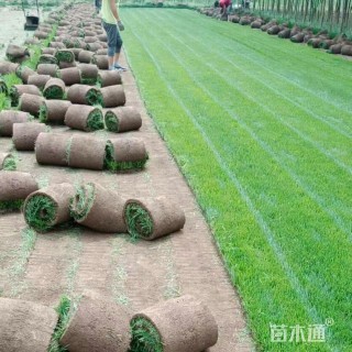 A-精品高羊茅