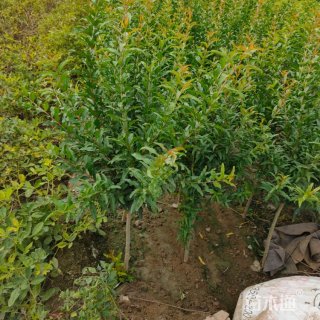 高度300厘米花石榴