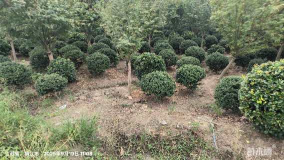 冠幅80厘米龟甲冬青球