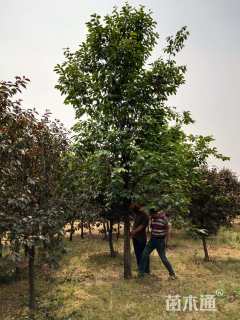 25公分柿树