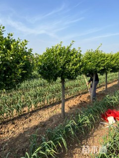 高度150厘米卫矛