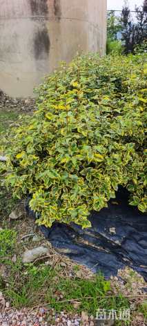 高度60厘米金边埃比胡颓子