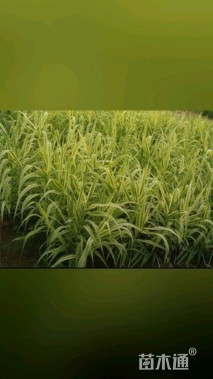 高度50厘米花叶芦苇