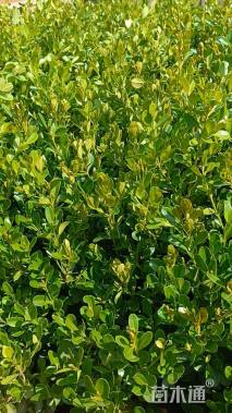 高度25厘米栀子花