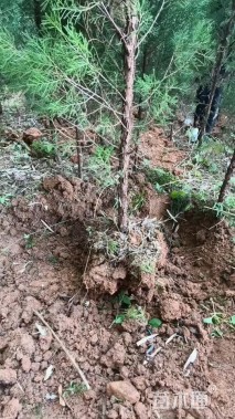 高度60厘米塔柏