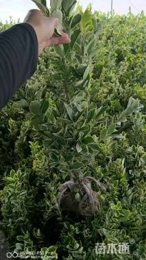 高度60厘米金边黄杨