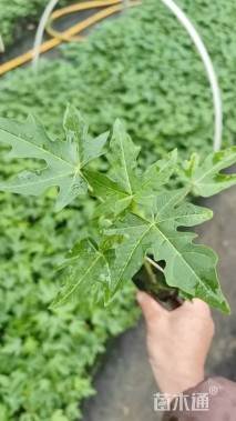 高度20厘米木瓜小苗