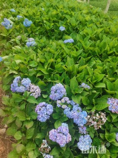 高度25厘米八仙花