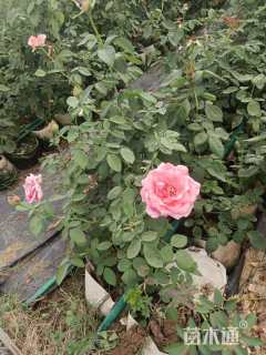 高度40厘米大花月季